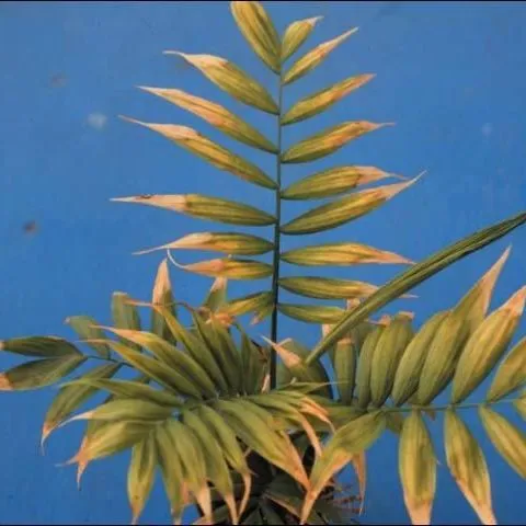 thumbnail for publication: Physiological Disorders of Landscape Palms